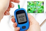 Blood Sugar Levels Tulsi leaves, Blood Sugar Levels food, how to maintain blood sugar level to boost immunity, Joint pains
