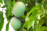 blood sugar, mango leaves uses for hair, mango leaves seeds helps in reducing blood sugar and diabetes here s how, Diabetes patients