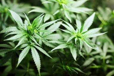Growth in use of Medical Marijuana in Arizona