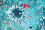 coronavirus, China, a new virus discovered in china is another pandemic on the way, Wine