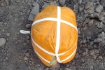 Pakistani Drone shot, Amritsar, pakistani drone was seized in amristar for smuggling 5 5kg heroin, Smuggling