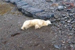 Polar Bear In Iceland latest, Polar Bear In Iceland, polar bear appears in iceland for the first time in 8 years, Scientists