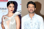 Pooja Hegde, NTR, pooja hegde all set to romance prabhas, Duvvada jagannadham