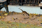 New York Tourism, Rat Tourism in New York, must experience trend in new york city, Advert