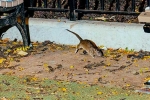 New York attractions, Rat Tourism in New York, must experience trend in new york city, Empire state building