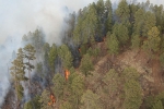 Arizona, Forests, rattlesnake fire burns 11 000 acres overnight spreading across eastern arizona, Life management