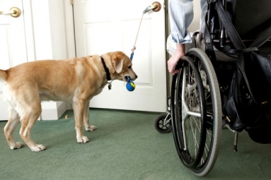 New Arizona Regulation Claims To Eliminate Fake Service Animals