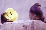 Smiles originated 30 million years ago, Smiles originated 30 million years ago, smiles originated 30 million years ago, Express feelings