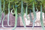 Snake Gourd rich in, Snake Gourd food, advantages of eating snake gourd, Weight loss diet