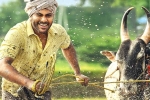 14 Reels Plus, Sreekaram trailer, sharwanand s sreekaram trailer released, Sreekaram