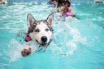 Dog Fitness doctor, Dog Fitness suggestions, how can swimming boost your dog s fitness, Swimming