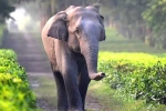 red chillis, corridor, tamed elephants in india to get unique identification numbers like aadhar, Unique identification number