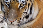 novel coronavirus, covid-19, bronx zoo tiger nadia the first animal tested positive for covid 19, Cats