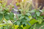 tulsi for skin, benefits of tulsi for skin in hindi, tulsi for skin how this indian herb helps in making your skin acne free glowing, Glowing skin