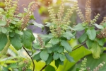 benefits of tulsi for skin in hindi, tulsi leaves for pimples, tulsi for skin how this indian herb helps in making your skin acne free glowing, Youthful skin