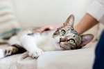 covid-19, pet cats, two pet cats in new york test positive for covid 19, Cats