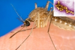 West Nile Virus cause, West Nile Virus breaking updates, russia warns of west nile virus, West nile virus