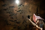 Wuhan CDC latest, Wuhan CDC documentary, a sensational video of scientists of wuhan cdc collecting samples in bat caves, Wuhan cdc news