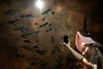 Wuhan CDC documentary, Wuhan CDC facts, a sensational video of scientists of wuhan cdc collecting samples in bat caves, Wuhan cdc news