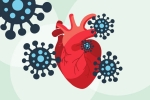 heart muscle, coronavirus, covid 19 can lead to heart complications not found in any other disease study, Heart failure