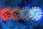 C.1.2 variant latest, C.1.2 variant research, latest coronavirus variant evades vaccine protection, Mauritius
