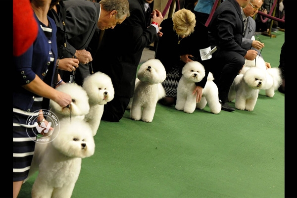 Fall in love with cute canines at Fiesta Cluster Dog Show