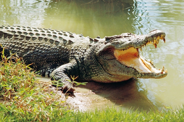 Arizona man attacked by crocodile in Costa Rica!