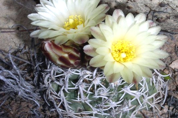 36,000 acres in Arizona to protect two species of cactus