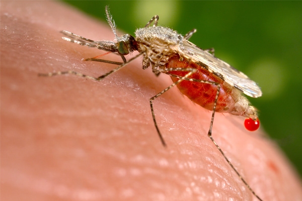 Discovery of key protein paves way for new malaria treatment},{Discovery of key protein paves way for new malaria treatment