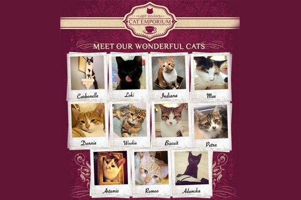 Sip tea at London&rsquo;s first cat cafe},{Sip tea at London&rsquo;s first cat cafe