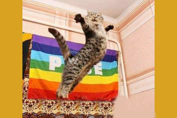 Woman disowns 'gay' cat