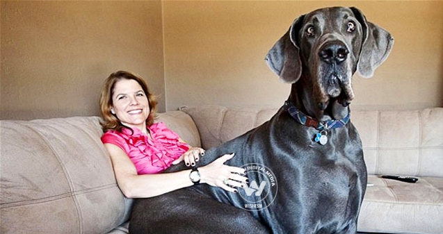 World's tallest dog is dead},{World's tallest dog is dead