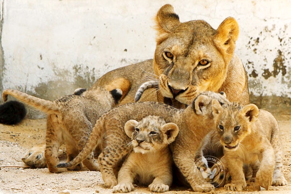 Second litter of cubs born in Tuscon Zoo